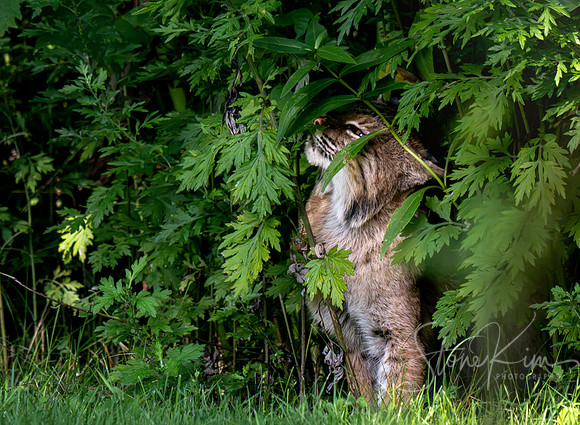 "A Glimpse of Wild" - Bobcat - Connecticut