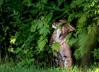 "A Glimpse of Wild" - Bobcat - Connecticut