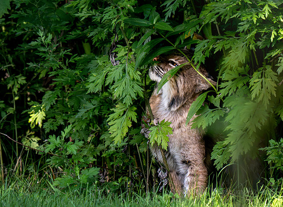 "A Glimpse of Wild" - Bobcat - Connecticut