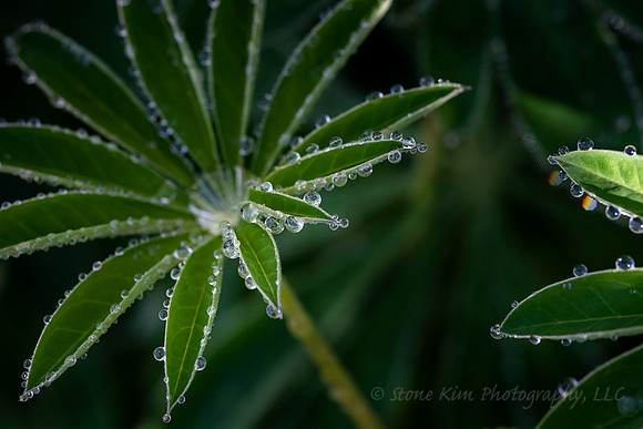 Lupine Magic