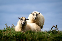"Shape Shifting" - Icelandic Sheep, Heimaey, Iceland