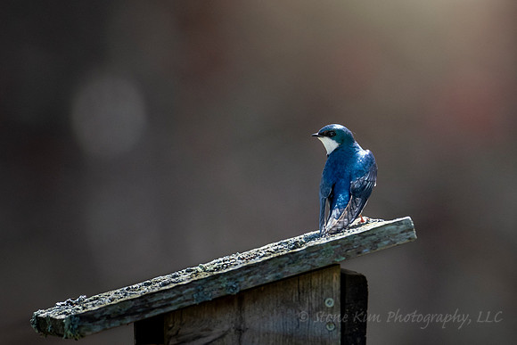 Tree Swallow