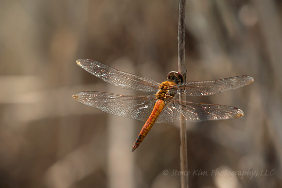 Autumn Meadowhawk