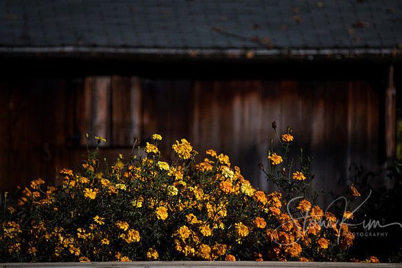 Autumn Richness - West Hartford, CT