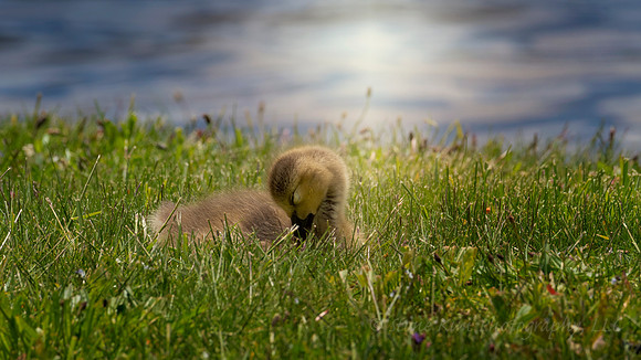 Golden Gosling