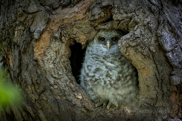 Barred Owlet Closeup