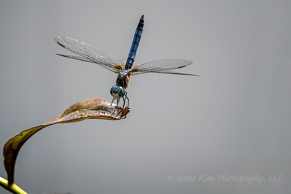 Blue Dragonfly