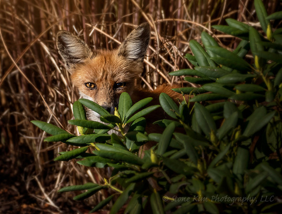 Peek A Boo