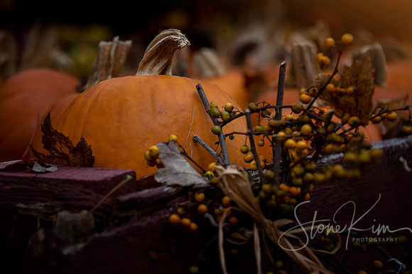 Amber Harvest - Guilford, CT