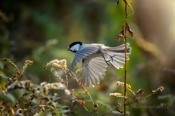 Flight
