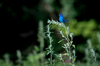 "Indigo King" Indigo Bunting  - Connecticut