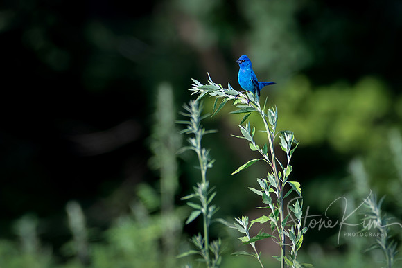 "Indigo King" Indigo Bunting  - Connecticut
